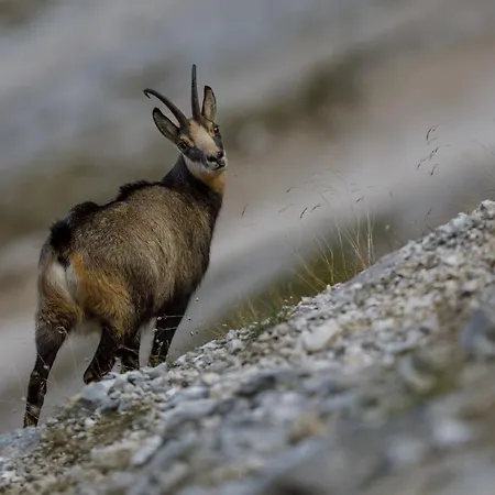 House Radovna Bled *