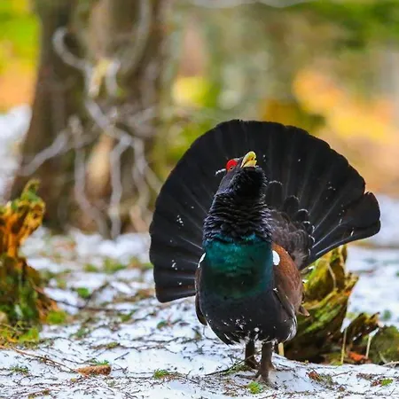 House Radovna Bled Holiday home