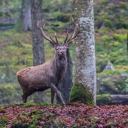 House Radovna Bled Zgornje Gorje