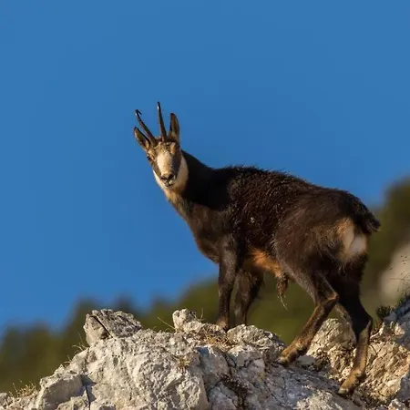 House Radovna Bled Zgornje Gorje