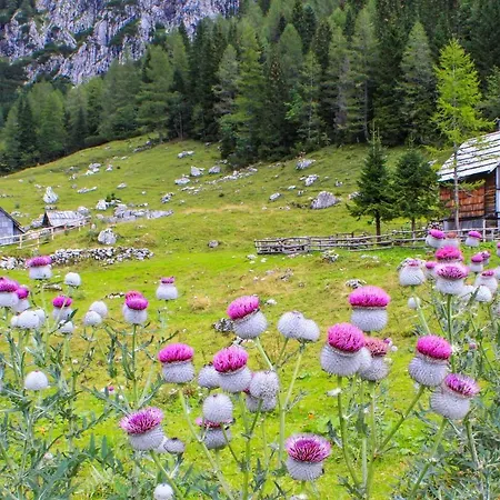 House Radovna Bled Dom wakacyjny *