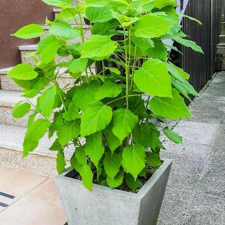 House Radovna Bled Holiday home