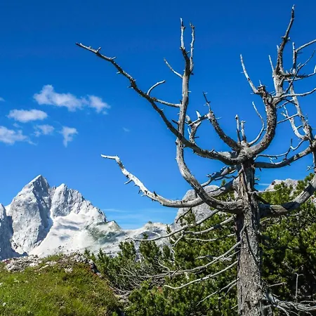 House Radovna Bled Holiday home *