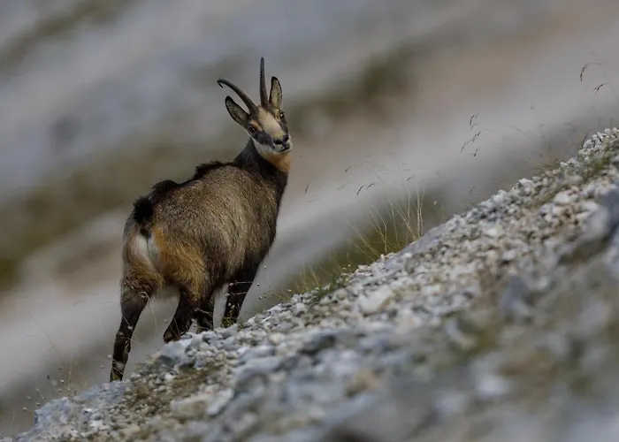 House Radovna Bled *