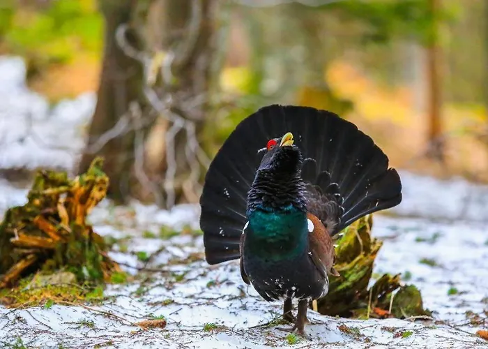 House Radovna Bled 度假居