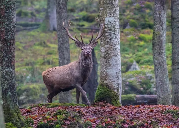 House Radovna Bled Zgornje Gorje