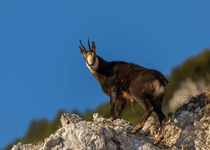 House Radovna Bled Zgornje Gorje