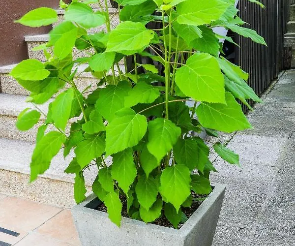 House Radovna Bled 度假居